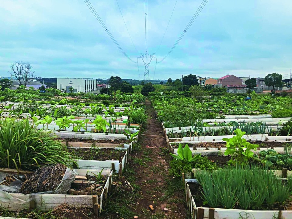 Horta comunitária em Santa Rita, Curitiba/PR