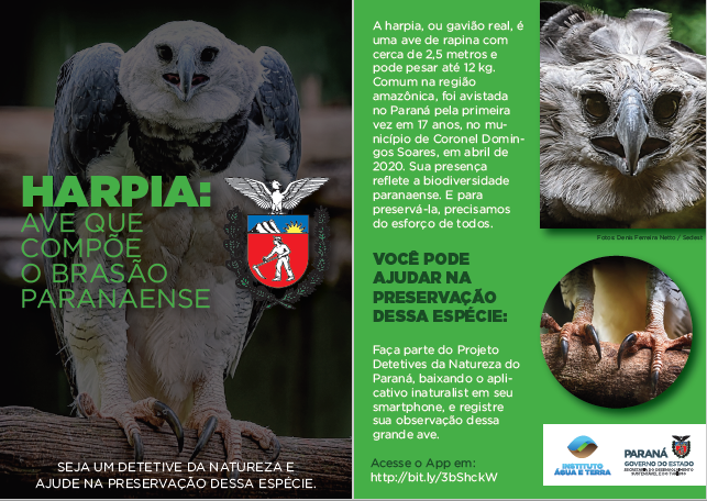 flyer harpia