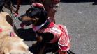 Cão com roupa cor de rosa sentado durante o evento