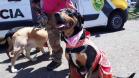 Cão com roupa cor de rosa sentado durante o evento